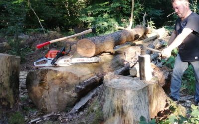 FREIE WÄHLER fordern Brennholz aus städtischen Wäldern